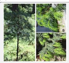 Attēlu rezultāti vaicājumam “Taxus wallichiana”