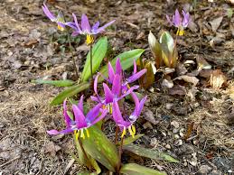 Attēlu rezultāti vaicājumam “Erythronium sibiricum flower”