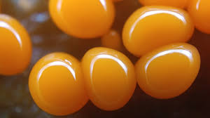 Attēlu rezultāti vaicājumam “Trichiaceae, Hemitrichiaceae, Arcyriaceae”