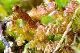 Attēlu rezultāti vaicājumam “Ptilidium ciliare”