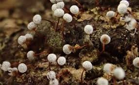 Attēlu rezultāti vaicājumam “Physarum flavicomum macro”