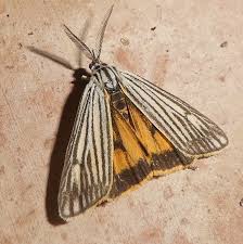 Attēlu rezultāti vaicājumam “Spiris striata”