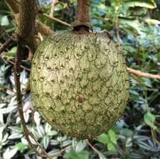 Attēlu rezultāti vaicājumam “Libanotis montana fruit”