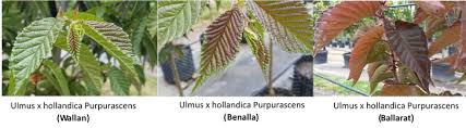 Attēlu rezultāti vaicājumam “Ulmus x hollandica leaf”