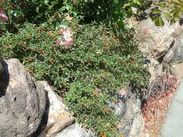 Image result for Cuphea ignea