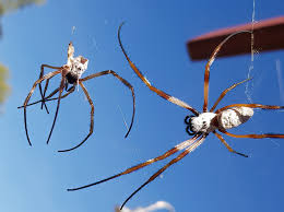 Attēlu rezultāti vaicājumam “Araneidae”