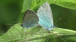 Attēlu rezultāti vaicājumam “Polyommatinae”