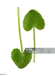 Attēlu rezultāti vaicājumam “Ficaria verna leaf”