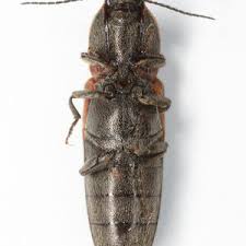 Attēlu rezultāti vaicājumam “Melanotus sp.”