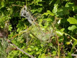 Attēlu rezultāti vaicājumam “Orthosia miniosa larva”