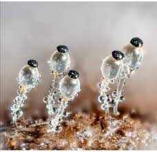 Attēlu rezultāti vaicājumam “Pilobolus crystallinus”