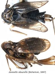 Attēlu rezultāti vaicājumam “Javesella pellucida female”