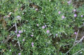 Attēlu rezultāti vaicājumam “Spergularia rubra leaf”