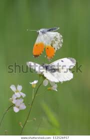 Attēlu rezultāti vaicājumam “Anthocharis cardamines”