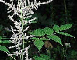 Image result for Aruncus dioicus