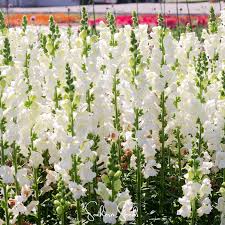 Attēlu rezultāti vaicājumam “Antirrhinum majus”