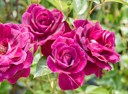 「アイスバーグ」の画像検索結果