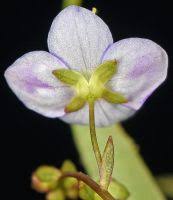 Attēlu rezultāti vaicājumam “Veronica scutellata fruit”