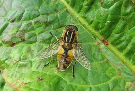 Attēlu rezultāti vaicājumam “Helophilus hybridus male”