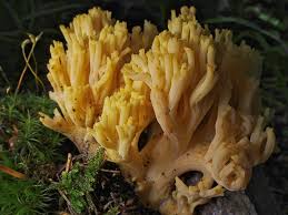 Attēlu rezultāti vaicājumam “Ramaria flava”