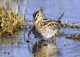 Image result for Gallinago delicata