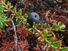 Attēlu rezultāti vaicājumam “Empetraceae”