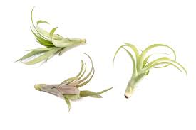 Image result for tillandsia umbellata