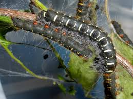 Attēlu rezultāti vaicājumam “Eriogaster lanestris larva”