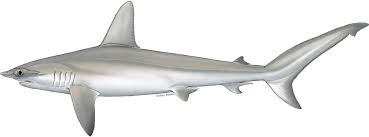 Image result for Sphyrna corona