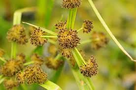 Attēlu rezultāti vaicājumam “Cyperus fuscus fruit”