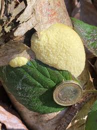 Attēlu rezultāti vaicājumam “Reticularia lobata spores”