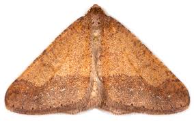 Attēlu rezultāti vaicājumam “Agriopis marginaria”