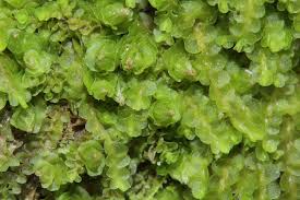 Attēlu rezultāti vaicājumam “Jungermannia hyalina cells”