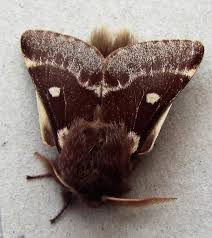 Attēlu rezultāti vaicājumam “Eriogaster lanestris”