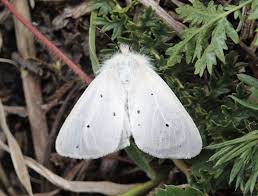 Attēlu rezultāti vaicājumam “Diaphora mendica”