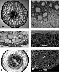 Attēlu rezultāti vaicājumam “Pedicularis sceptrum-carolinum”