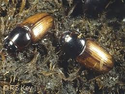 Attēlu rezultāti vaicājumam “Aphodius sp.”