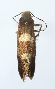 Attēlu rezultāti vaicājumam “Incurvaria oehlmanniella”