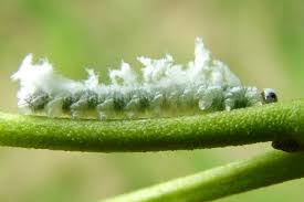 Attēlu rezultāti vaicājumam “Eriocampa ovata larva”