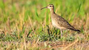 Image result for Numenius minutus
