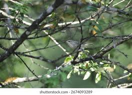 Image result for Phylloscopus humei