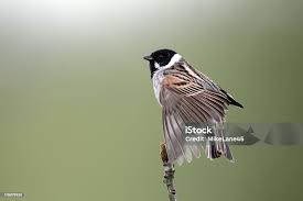 Attēlu rezultāti vaicājumam “Emberiza schoeniclus male”