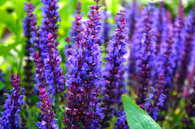 Image result for Salvia pratensis