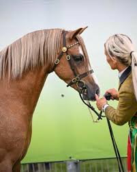 Image result for Stoneleigh Riding Club