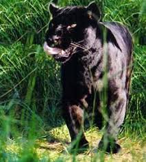 Image result for Maraschino Black 1981 Jaguar