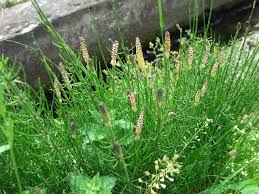 Attēlu rezultāti vaicājumam “Equisetum palustre”