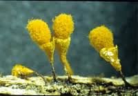 Attēlu rezultāti vaicājumam “Hemitrichia clavata spores”