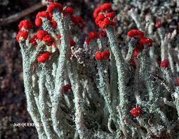 Attēlu rezultāti vaicājumam “Cladonia floerkeana”