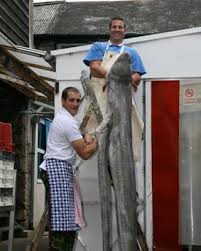 Image result for British Conger Club