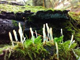 Attēlu rezultāti vaicājumam “Eocronartium muscicola”